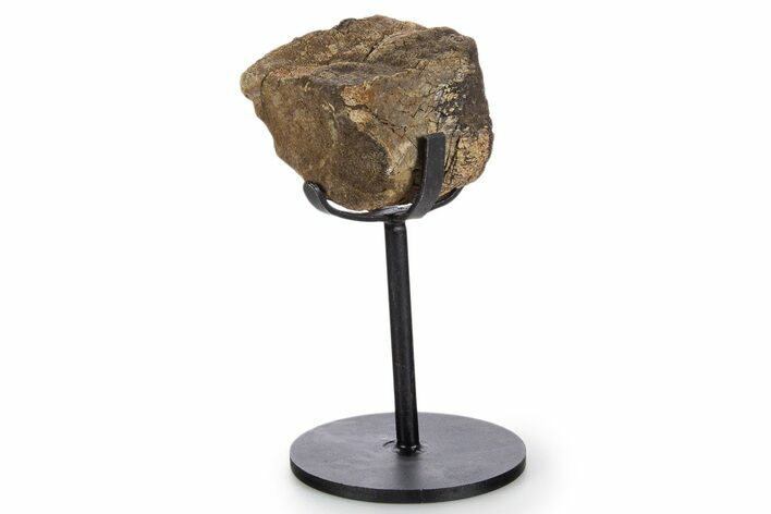 Fossil Thescelosaurus Caudal Vertebra w/ Stand - South Dakota #340092